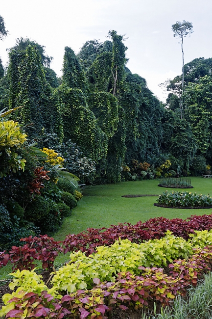 Kandy-Botanical garden-091